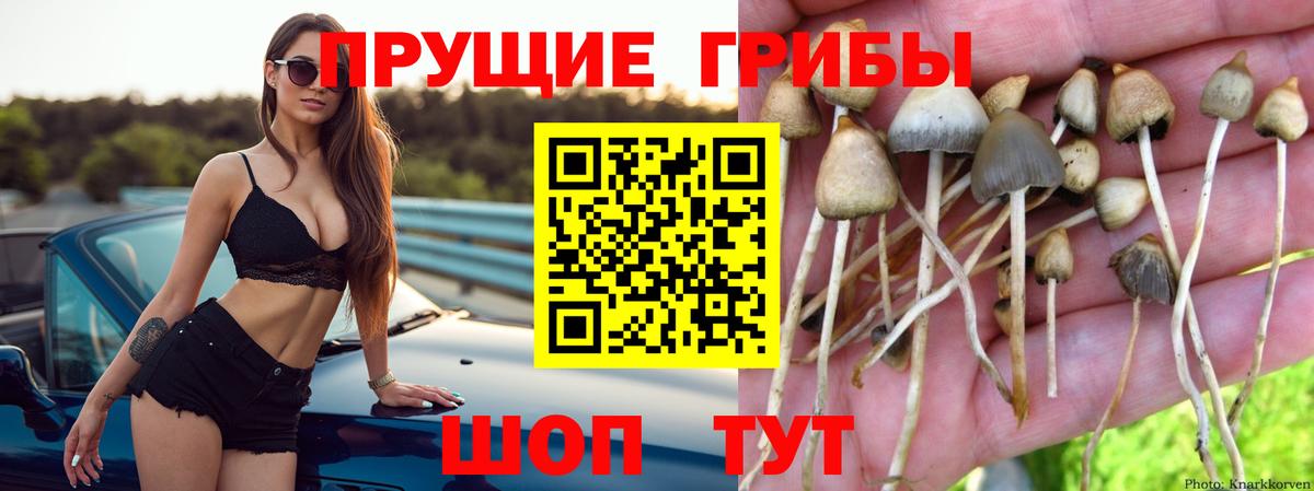 Галлюциногенные грибы GOLDEN TEACHER Зеленогорск